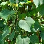 Croton urucurana Leaf