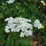 Achillea nobilisFloare