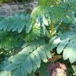 Melianthus major Blatt