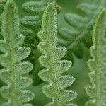 Pteridium capense 葉