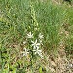 Ornithogalum narbonenseŽiedas