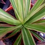 Dracaena reflexa Blad