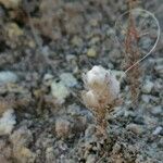 Bombycilaena erecta Habitus