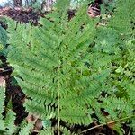 Dryopteris carthusianaBlad