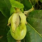 Passiflora edulisЦвят