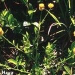 Polygala lutea Hábito