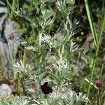 Artemisia vallesiaca Folha