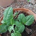 Plumbago indica Folha