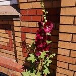 Alcea rosea 整株植物