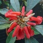 Rhododendron apoanum Květ