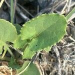 Urospermum picroides Leaf