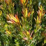 Leucadendron salignum ᱥᱟᱠᱟᱢ