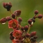 Cratoxylum cochinchinense Blomst