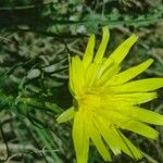 Scorzonera angustifolia Flower