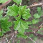 Ribes alpinum Leaf