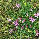 Saponaria pumila Habit