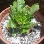 Kalanchoe laciniata ഇല