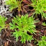 Saxifraga trifurcata Blatt