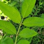 Zanthoxylum clava-herculis Leaf