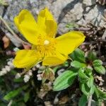 Tuberaria lignosa Blodyn