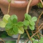 Plectranthus ornatus Leaf