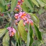 Euonymus europaeusFlower