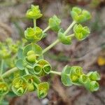 Euphorbia paralias Flower
