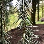 Picea breweriana Folha