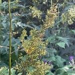 Scrophularia auriculata Flower