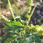 Rumex conglomeratusLeaf