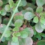 Lythrum portula Leaf