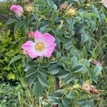 Rosa villosa Fleur