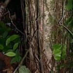 Inga sapindoides Corteza