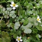 Ranunculus omiophyllus Leaf