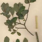 Salix × guinieri Інше