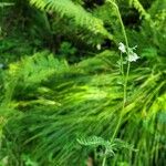 Achillea asiatica Costuma