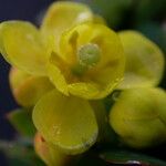 Berberis angulosa Fruit