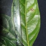 Ocotea oblonga Leaf
