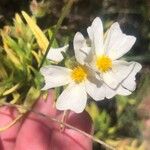 Cistus monspeliensis Fleur