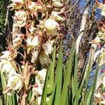 Yucca gloriosa Blüte
