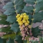 Mahonia bealei Kwiat