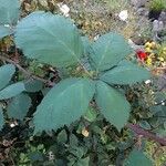 Rubus grabowskii Leaf