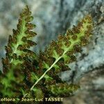 Woodsia alpina Hoja