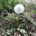 Taraxacum obovatum 果實