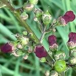 Scrophularia auriculata Flor