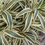 Dracaena reflexa पत्ता