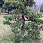 Podocarpus macrophyllus 叶