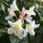 Rhododendron maximumКветка