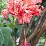 Hibiscus schizopetalus 花