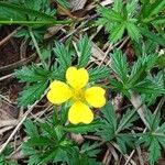 Potentilla erecta Lorea